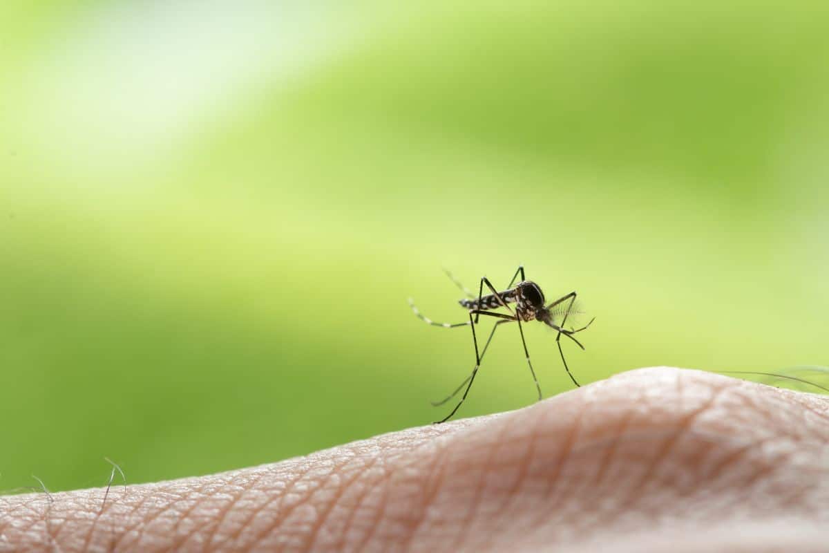 Nasza nowa, darmowa i skuteczna pułapka na komary dla majsterkowiczów, zawierająca tylko jeden składnik i…
