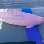 Incroyable, ce pêcheur observe un dauphin rose, un animal vu moins de 20 fois dans toute l'histoire