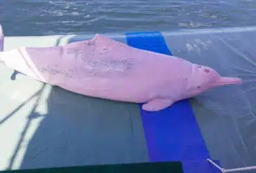 Incroyable, ce pêcheur observe un dauphin rose, un animal vu moins de 20 fois dans toute l'histoire