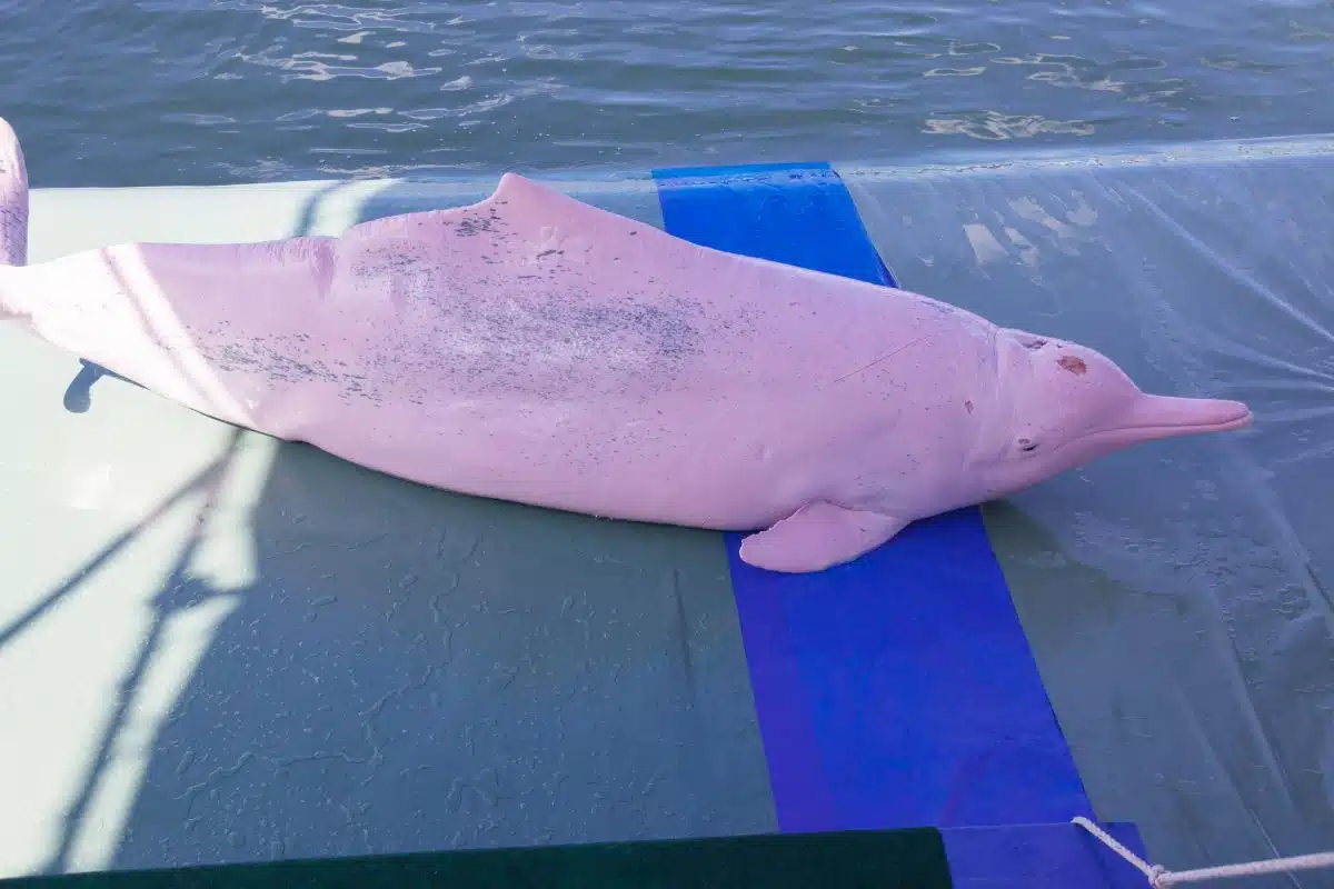 Incroyable, ce pêcheur observe un dauphin rose, un animal vu moins de 20 fois dans toute l'histoire